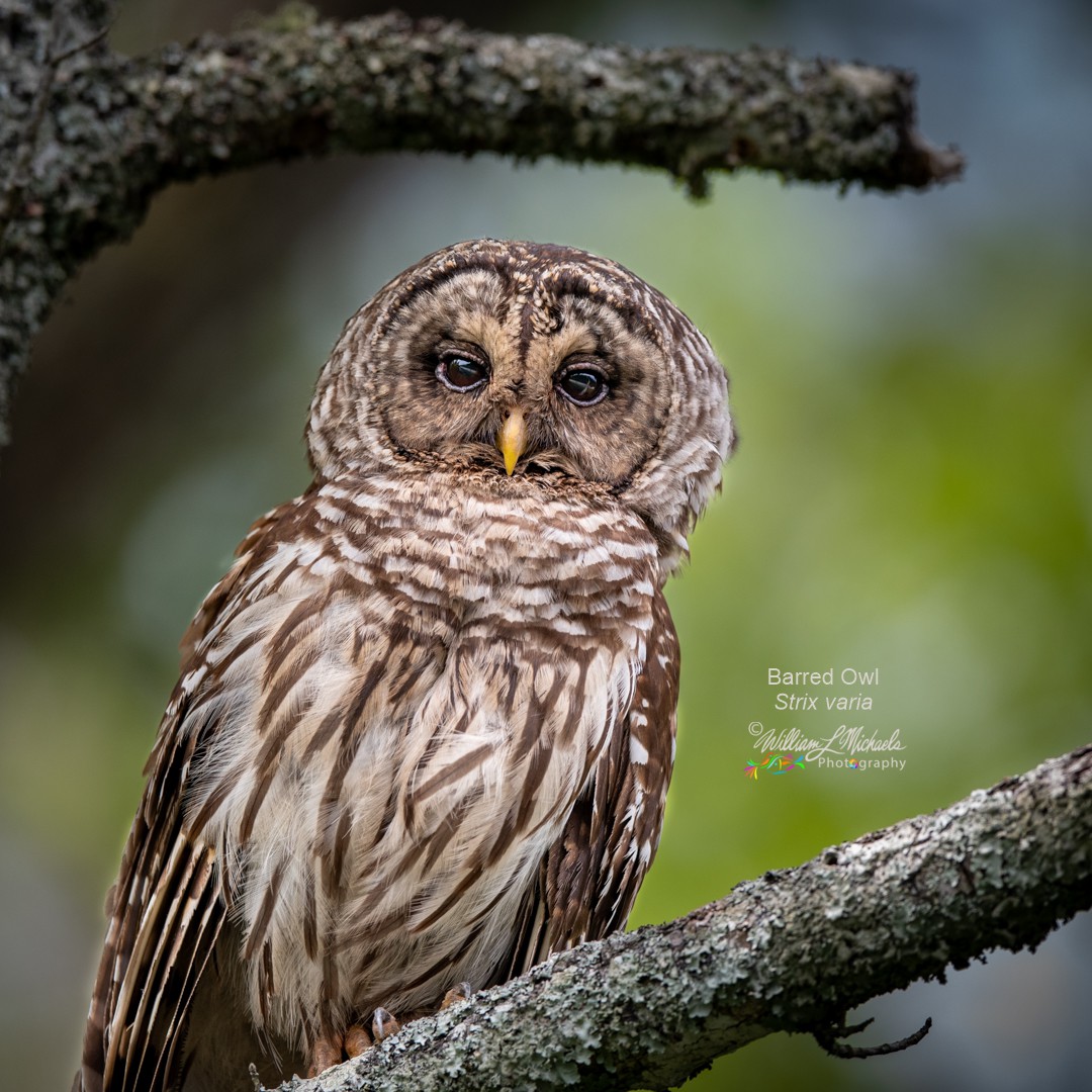 Barred Owl