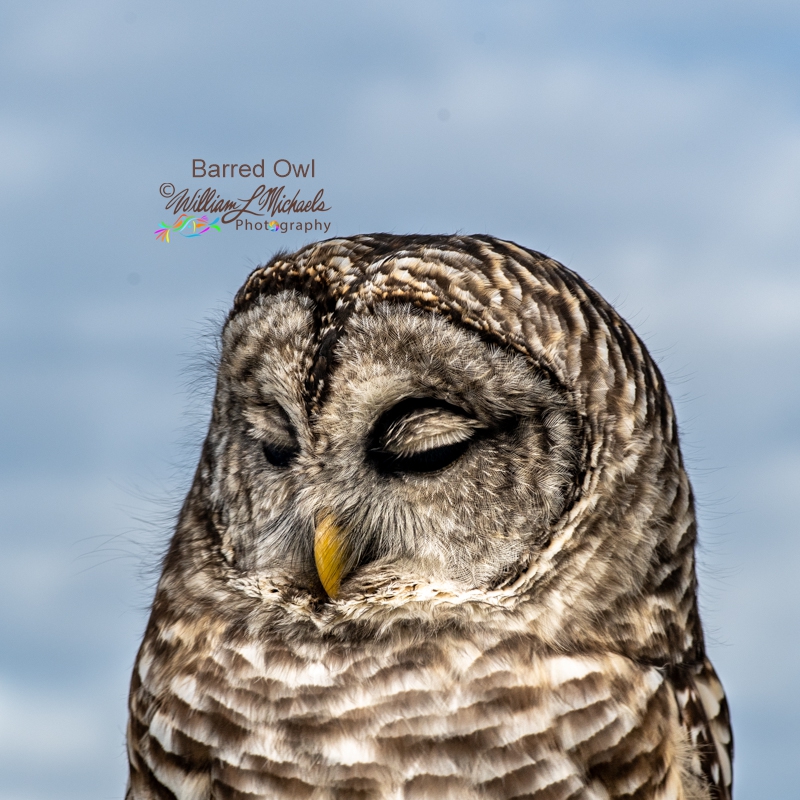 Barred Owl_7793 800x800 signed