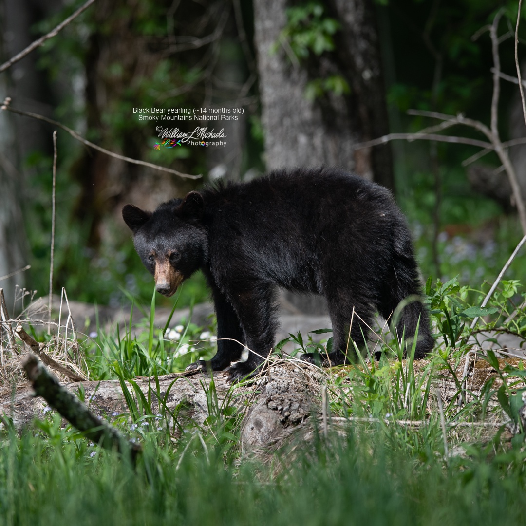 Black Bear 600mm D85_4896 1080x1080 signed