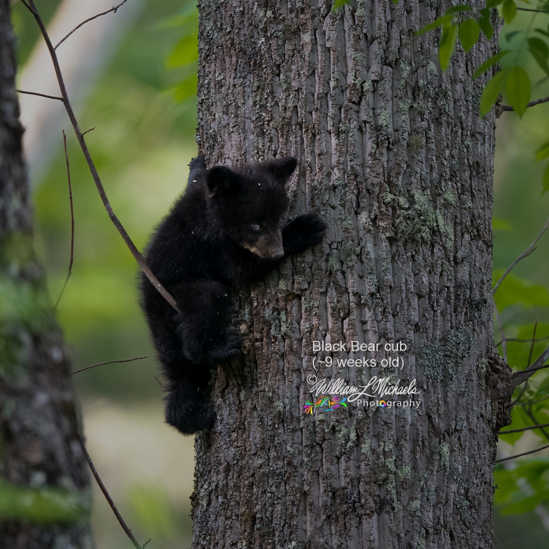 Black Bear 600mm D85_5207-Edit 1080x1080 signed