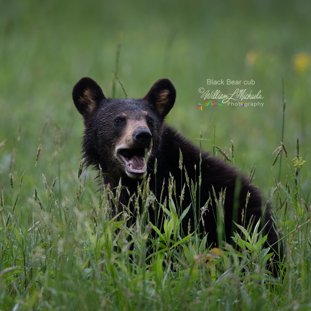 Black Bear 600mm D85_7249 1080x1080 signed