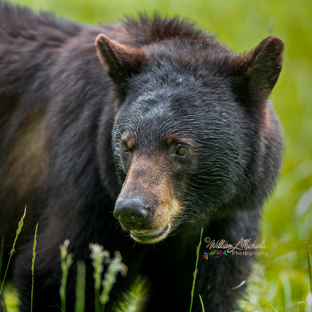 Black Bear 600mm D85_7459-Edit 1080x1080 signed