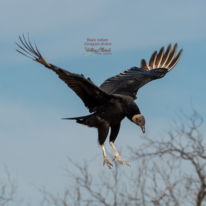 Black Vulture DSC_538-Edit 800x800 signed