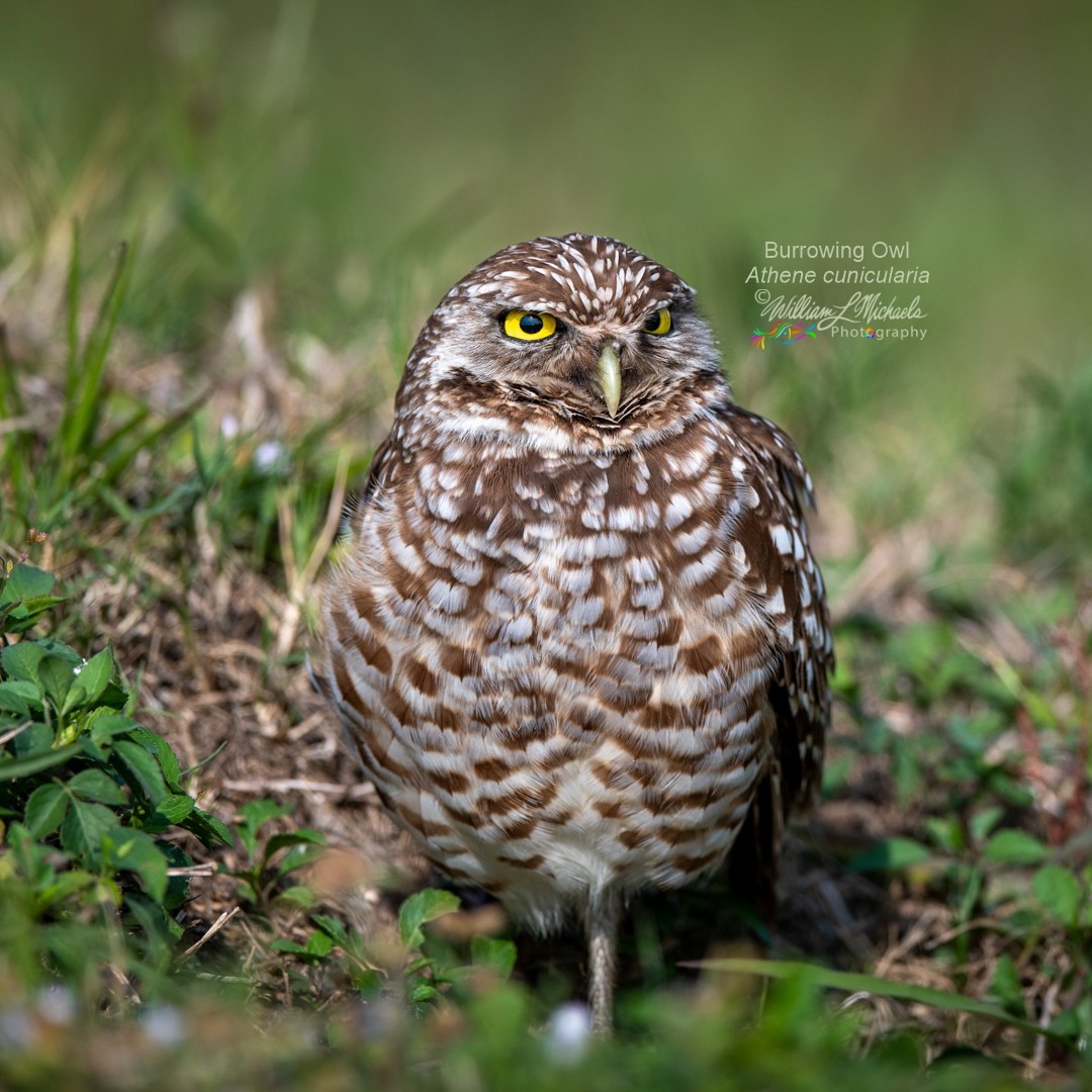 Burrowing Owl