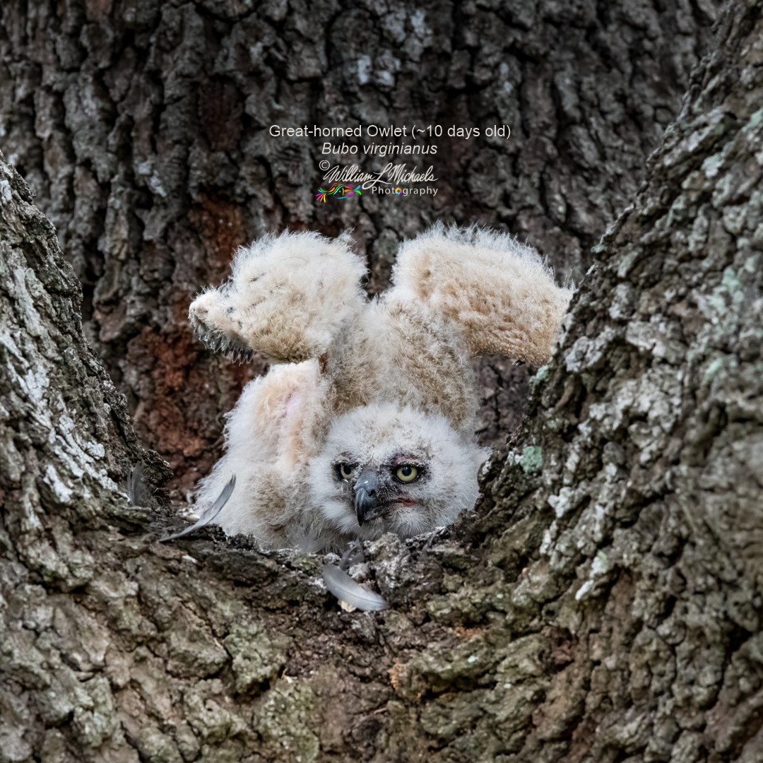 Great-horned Owlet