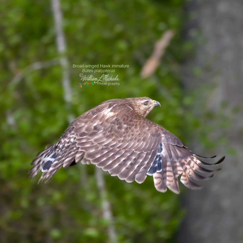 Red-shouldered Hawk Huntley 500mm D50_1270-Edit 800x800 signed