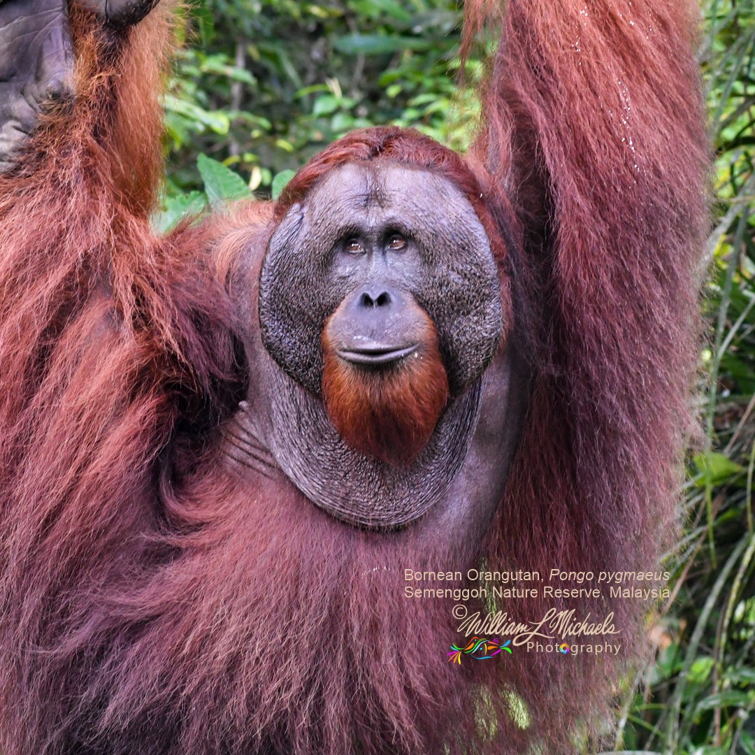 Orangutan_D507490 1080x1080 signed