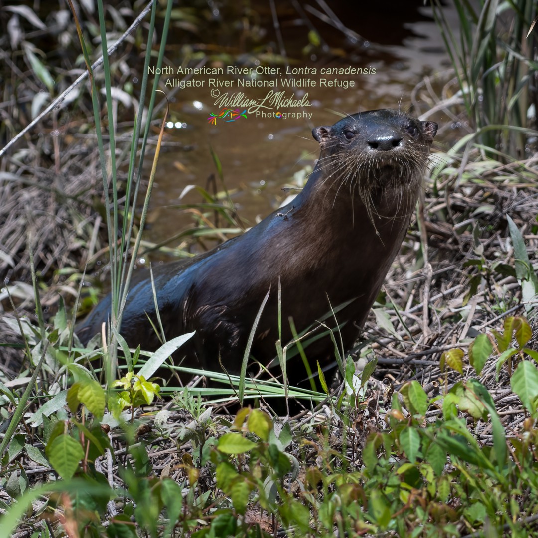 River Otter 200mm D50_3602-Edit 1080x1080 signed