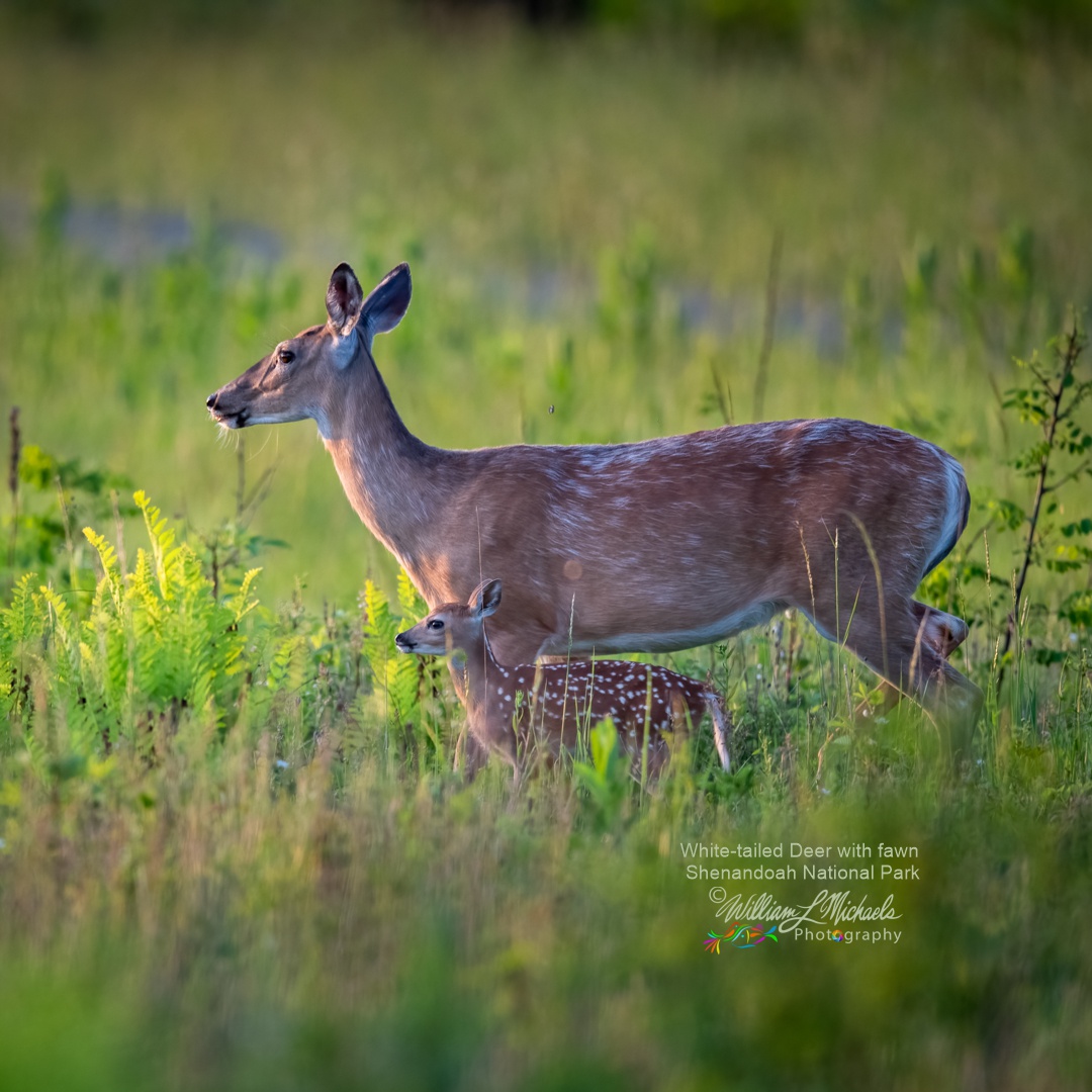 White-tailed Deer 600mm D85_1206-Edit 1080x1080 signed